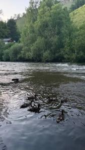 Базаиха River - 20