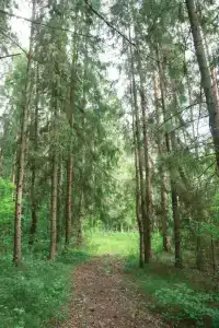 Максрумс - 13