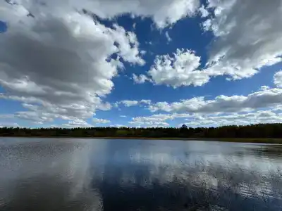 Гусли. Кедры - 11