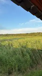 Гусли. Кедры - 18
