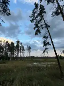 Гусли. Кедры - 19