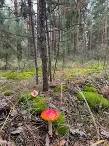 Гусли. Кедры - 21