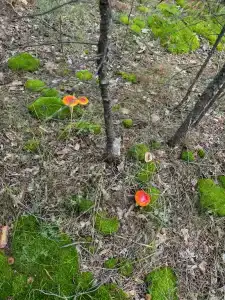 Гусли. Кедры - 23