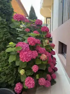 LeoDimas - 4
