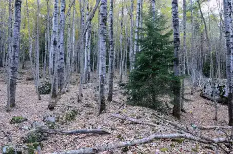 Шелест - 2