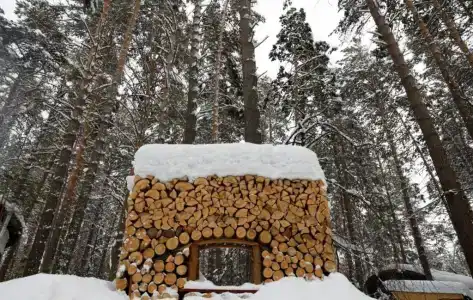 Хвоя - 7