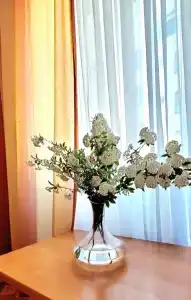 Бонум - 25