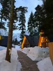 Место под соснами - 1