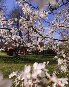 Светлячок - 29