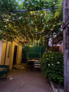 Gold Vino - 44