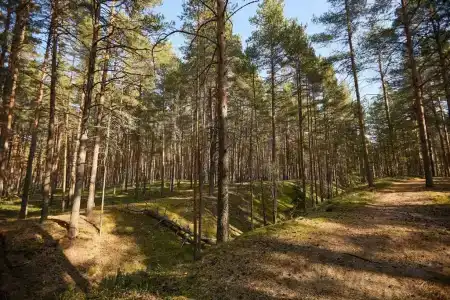 Коприно - 1