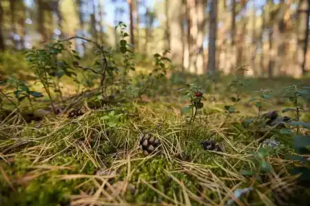 Коприно - 4