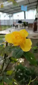 Мечты сбываются - 41