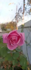 Мечты сбываются - 47