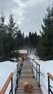 Липовый цвет - 1