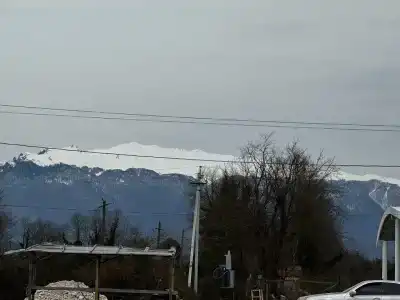 Пальма - 2