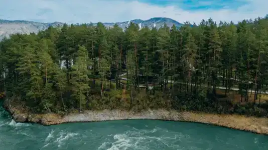Хвоя в горах - 129