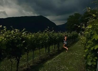 Vineyard - 3