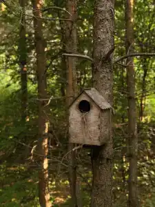 Сосны. Пространствие - 115