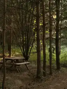 Сосны. Пространствие - 116