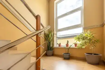 Адениум 585 - 6