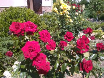 Pink House - 12