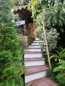 Эвкалипт - 3
