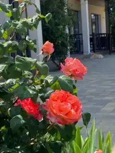 Сантолина - 126