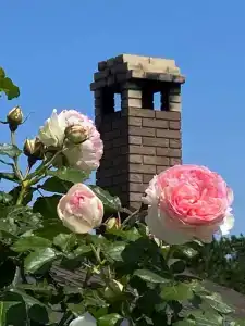 Сантолина - 295
