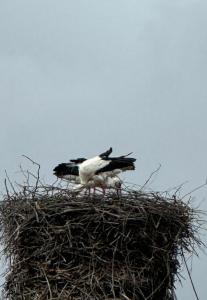 Два Бусла - 33