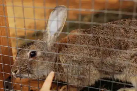 Кривец Хаус - 99