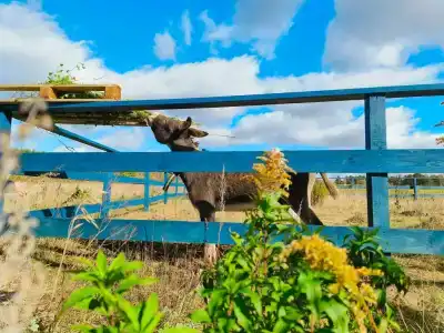 Дикая Мята - 292