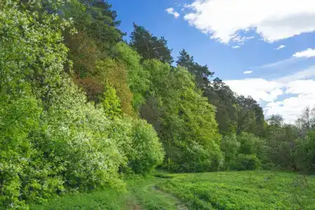 Дикая Мята - 306