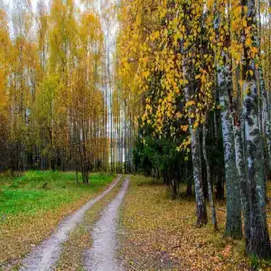 Хаски Хаус - 84