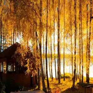 Хаски Хаус - 92