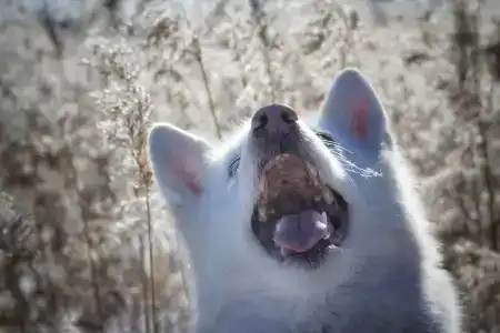 Хаски Хаус - 72