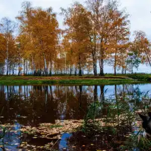 Хаски Хаус - 114