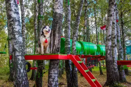 Хаски Хаус - 133