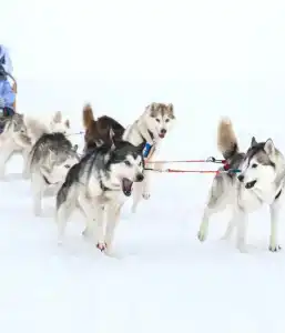 Хаски Хаус - 106