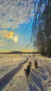 Хаски Хаус - 110