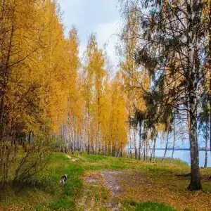 Хаски Хаус - 146