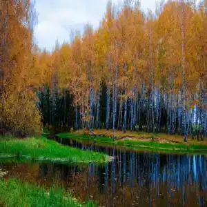 Хаски Хаус - 140