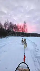 Хаски Хаус - 172