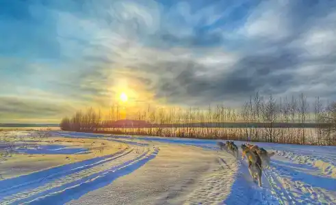 Хаски Хаус - 173