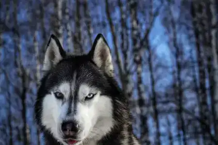 Хаски Хаус - 169