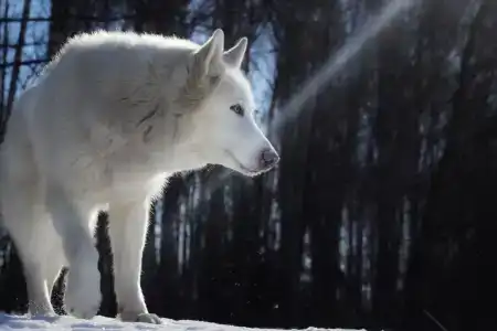 Хаски Хаус - 174