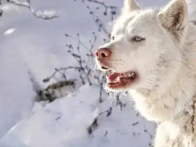Хаски Хаус - 171