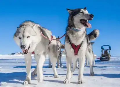 Хаски Хаус - 168