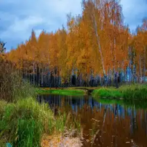 Хаски Хаус - 176