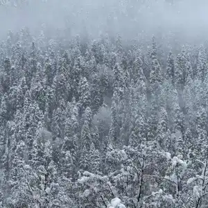 Махар - 142